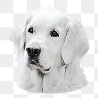 Golden retriever dog png sticker, transparent background