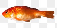 Goldfish png sticker, transparent background