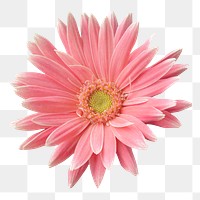 Pink gerbera png sticker, transparent background