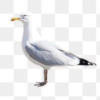 Seagull bird png sticker, transparent background