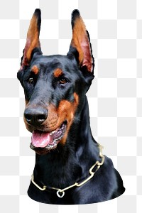 Doberman dog png sticker, transparent background