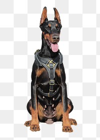 Doberman dog png sticker, transparent background