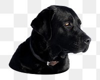 Labrador retriever dog png sticker, transparent background