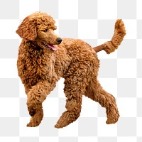 Brown poodle png sticker, transparent background