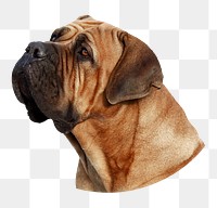 Brown bulldog png sticker, transparent background