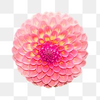 Pink dahlia flower png sticker, transparent background