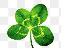 Clover leaf png sticker, transparent background