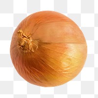 Fresh onion png sticker, transparent background