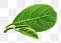 Green leaf png sticker, transparent background