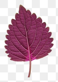Purple leaf png sticker, transparent background