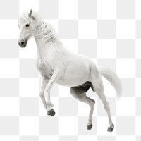 White horse rearing png sticker, transparent background