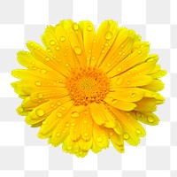 Yellow daisy png sticker, transparent background