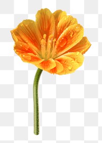 Orange lewisia png sticker, transparent background