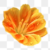 Orange lewisia png sticker, transparent background