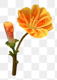 Orange lewisia png sticker, transparent background