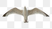 Flying seagull png sticker, transparent background