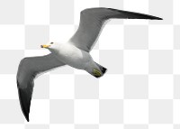 Flying seagull png sticker, transparent background