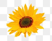 Sunflower png sticker, transparent background