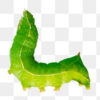 Caterpillar worm png sticker, transparent background