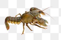 Crayfish png sticker, transparent background