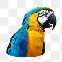 Macaw parrot png sticker, transparent background