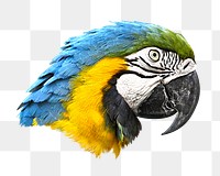 Macaw parrot png sticker, transparent background