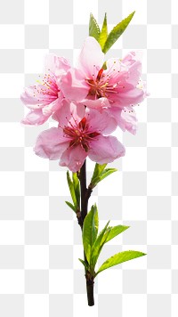 Peach blossom png sticker, transparent background
