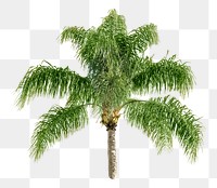 Palm tree png sticker, transparent background