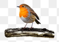 European robin bird png sticker, transparent background
