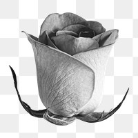 Greyscale rose png sticker, transparent background