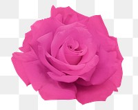 Pink rose png sticker, transparent background