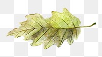 Autumn leaf  png sticker, transparent background