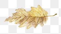 Autumn leaf  png sticker, transparent background