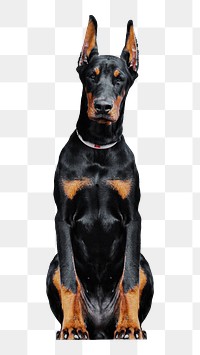 Doberman dog sitting png sticker, transparent background