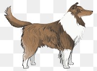 Png Shetland Sheepdog  animal illustration, transparent background