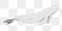 Png Beluga whale  animal illustration, transparent background