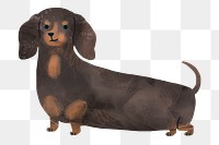 Dachshund illustration png sticker, transparent background