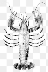Lobster png realistic sticker, negative color, transparent background