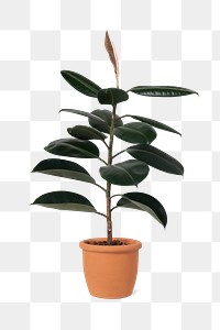 Rubber plant png sticker, transparent background