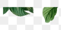 Leaf border png sticker, transparent background