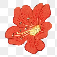 Hibiscus flower  png sticker, transparent background