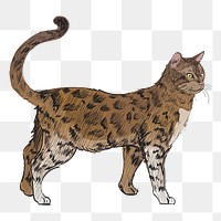 Png Bengal cat  animal illustration, transparent background