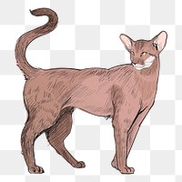 Png Oriental Shorthair  animal illustration, transparent background