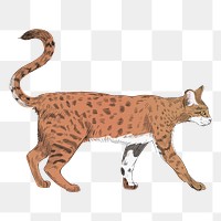 Png Savannah cat  animal illustration, transparent background