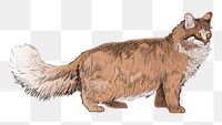 Png Maine Coon cat  animal illustration, transparent background