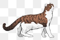 Png American Curl cat  animal illustration, transparent background