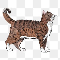 Png American Wirehair cat  animal illustration, transparent background