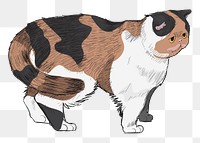 Png Exotic Shorthair cat  animal illustration, transparent background