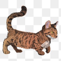 Png Dwarf cat  animal illustration, transparent background