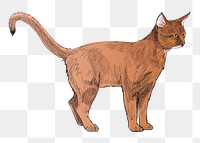 Png Abyssinian cat  animal illustration, transparent background